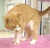 A purr-fect friend