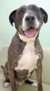 Ready for adoption