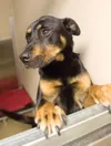 Pet Tails