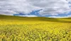Camelina