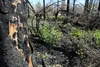 Reminders of the McKinley Fire of 2019 remain in 2020. Jacob Mann/Frontiersman