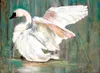 'Swan' Oil painting by Patty Halle.