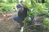 ROBERT DeBERRY/Frontiersman ConocoPhillips employee Sarah
Kenshalo plants vegetation along the banks of Little Creek in the
Hatcher Pass area Thursday afternoon as part of a stream
reclamatio