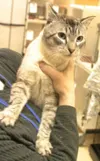 The Purrrfect companion