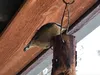 Red-breasted nuthatch, a passerine and songbird that doesn’t sing, shown here on peanut butter feeder.  Courtesy of Bill Sherwonit