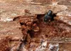 An adult spruce beetle will be dark brown to black, growing to an average of 5 mm long. Courtesy photo