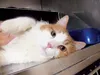 Elo is an incredibly lovely, sweet 1-year-old neutered male cat. He has long, silky orange and white fur and a very sweet face. He is a super gentle kitty and loves to be held and cuddled. To