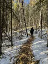 A new state forest in the Susitna River valley region is in the planning stages. Courtesy photo