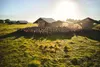 White Oak Pastures’ turkeys spend their lives outside in the fresh air and sunshine, free to roost and roam the fields and forests.