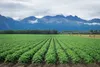 A potato field in Palmer. Potatoes are one of several specialty crops included in the Specialty Crop Block Grant Program.  Courtesy of John Whipple/Division of Agriculture