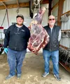 Tony Dahl, left, and his father, Steve, pose with a moose quarter awaiting processing at Bear Mountain Meats in Palmer. The two opened the business in 2012 and have watched it grow since then