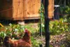 Grazing chicken on Hawkins Homestead Farm. Photo by Alex Workman.