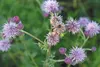 Canada thistle, an invasive weed that’s taken over hundreds of thousands of acres of land in the Lower 48 and Canada has been found in the Mat-Su. Like this specimen found in a patch in Palme