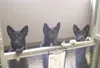 Pup, pup, pup