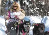 Iditarod Trail Sled Dog Race veteran and fan favorite Dee Dee Jonrowe drives her team down the trail during the start of the 40th running of the 1,049-mile race to Nome. This is Jonrowe's 30t
