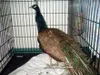 Peacocks are rarely seen in the Mat-Su Valley, but not unheard
of. Photo courtesy of Mat-Su Borough Animal Control