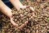 Pecans in hand