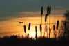 SUNSET SILHOUETTE