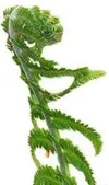 Fiddlehead fanatics