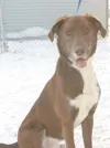 Give Rex a home