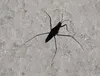 Water strider crossing snow. Courtesy of Bill Sherwonit
