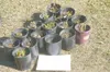 Rain Garden