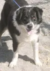 I'm a happy pup