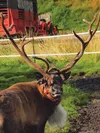 Prancer, the Kenley Family Reindeer, eyes the camera during the farm tour portion of Sept. 6 Farm To Table Dinner. Despite his obvious palatability, Prancer wasn't on the menu. BRIAN O'CONNOR