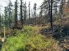 The Riley Fire is being called a dirty fire, meaning some areas of the fire experienced partial burn patterns, leaving some fuels intact but burning through root systems that weaken standing 