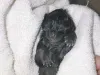 Thought to be dead, the kitten, left, survived. The cat, her
miracle kitten and a sibling born the first day are available for
adoption. Submitted photo.