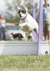 ROBERT DeBERRY/Frontiersman A Jack Russell terrier named Lucy
clears a small hurdle on a flyball course Thursday morning at the
Alaska State Fairgrounds in Palmer. See story and more photos o