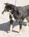 A summer pal
