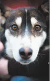 Gurl is a very sensitive Husky who will love you unconditionally. She longs for life in a real home — either as a foster or forever dog. Gurl has never experienced life in a real home, with a