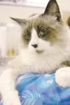 Needs a home