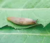ROBERT DeBERRY/Frontiersman Slugs have taken over many Alaska
gardens this year. Wet conditions and a lack of wind combine to
make conditions perfect for the mucus-covered slug boom.