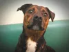 Ellie is a Pit Bull mix that’s about 3 years old. She’s a medium energy, playful, smart and an affectionate gal. She's a people pleaser that really looks forward to treat time! Ellie is quiet