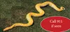 A 17-foot, 100-pound python — similar to the snake seen in this photo — reappeared in its owner’s home last week after being reported missing in the Meadow Lakes area. Courtesy Mat-Su Borough