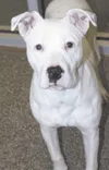 Angel is a 3-month old pit bull mix CASEY BRANCH/For the Frontiersman
