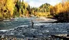 An angler enjoys the bright scenery around him on a Parks
Highway creek. Photo by CASEY RESSLER/Fronteirsman.