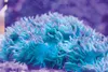 An elegant coral glows bright fluorescent colors under actinic
lights, giving the miniature ecosystem an unusual hue. ROBERT
DeBERRY/Frontiersman