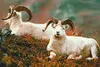 The Matanuska Valley Fish and Game Advisory Committee is working through a range of Dall sheep hunting proposals expected to be addressed at the March Board of Game meeting in Fairbanks. Alas