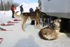 Iditarod dogs