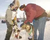 Wasilla Junior Iditarod musher Wade Marrs, left, and helper
Aaron Nolan attach the lead dogs to the main line before the start
of Saturday's Junior Iditarod in Willow. Bethel's Jessica Klejka
