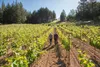 Photo courtesy of Clif Family Winery, one of the Napa Valley vineyards to adopt the new Napa Green Vineyard certification.