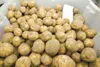 A bin of potatoes is ready for a closer inspection by
researchers at the University of Alaska Fairbanks experimental farm
in Palmer. The potato-growing experiment examines more than 180
varie