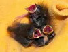 Baby birds Courtesy photo