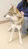 A proud pooch