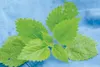 VICKI NAEGELE/For the Frontiersman Stinging nettle is prized for
its medicinal benefits. Victoria Naegele