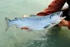 salmon ruling