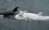 A white killer whale, spotted in early August in the waters off Southeast Alaska. Photo by Stephanie Hayes.